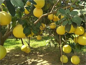 Hà Tĩnh hỗ trợ tiêu thụ bưởi Phúc Trạch